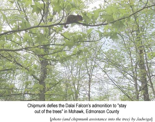 Chipmunk defies the Dalai Falcon's admonition to "stay out of the trees" in Mohawk, Edmnson County [photo (and chipmunk assistance into the tree) by Jadwiga]
