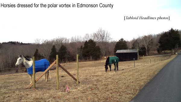 Horsies dressed for the polar vortex in Edmonson County (Tabloid Headlines photos)