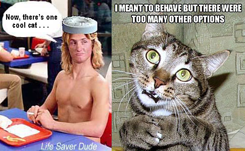 lifebcat.jpg I meant to behave but there were too many other options Life Saver Dude: Now there's one cool cat