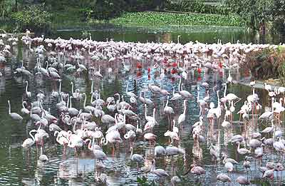 1001 Flamingos at Jurong BirdPark!