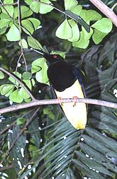 12-Wired Bird of Paradise