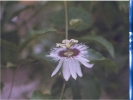 Pic of a Passion Flower in my backyard in India.
-800x600