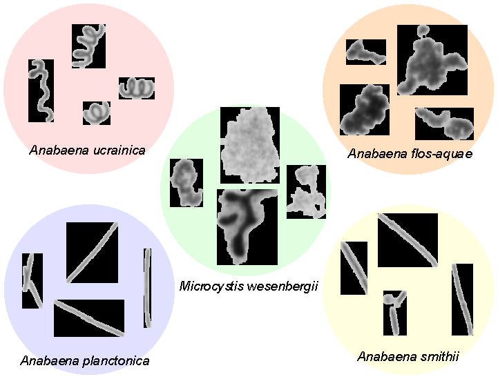 What kingdom do cyanobacteria belong to?