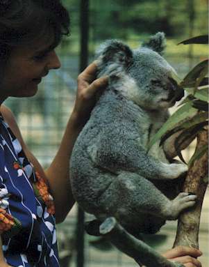 Koala.jpg (17813 bytes)