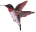 hummingbirdrighttiny.gif (2745 bytes)