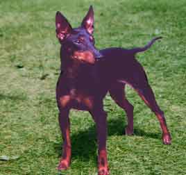 Click Here to Enter the Tudorian Toy Manchester Terrier Homepage!