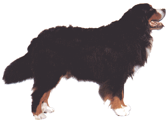 Bernese Mountain Dog