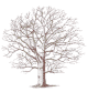 tree1.gif (2013 bytes)
