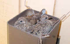Mourning Dove nestlings photo by Bob Metzler 21-May-02