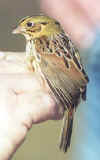 Henslow's Sparrow photo by Dorothy Metzler 03-Feb-01
