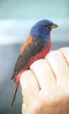 Painted Bunting photo by Dorothy Metzler 14-Apr-01