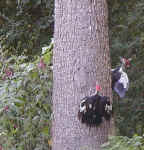 Pileated Woodpecker, photo by Jack Jenkins, August 2002