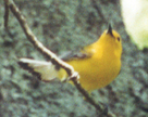 Prothonotary Warbler photo by Dorothy Metzler