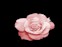 roselinbut.jpg (1507 bytes)