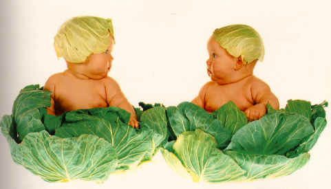 cabbage.jpg (65208 bytes)