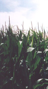 corn01.jpg (17768 bytes)