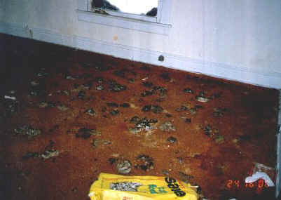 Nice carpet!  Typical hoarder