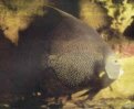 ver ampliacin pez angel francs ( Pomacanthus paru ).Expo acuario,carlos paz, aerosilla, argentina.
