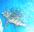 ver ampliacin pez escorpin (Pterois spp., expo acuario marino, villa carlos paz, aerosilla,arentina).