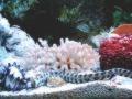 ver foto anguila de mar o morena ( expo acuario marino, villa carlos paz, aerosilla, argentina)