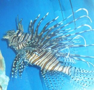 pez len  ( Pteroi miles ), expo acuario marino. villa carlos paz, crdoba argentina ) .