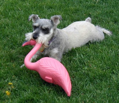 Pepper With His Pink Flamingo