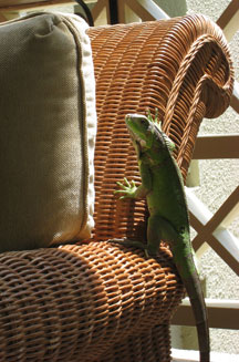 Aruba Iguana