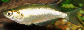 A female 
New Guinea Red Rainbowfish