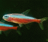 a picture of a Neon Tetra