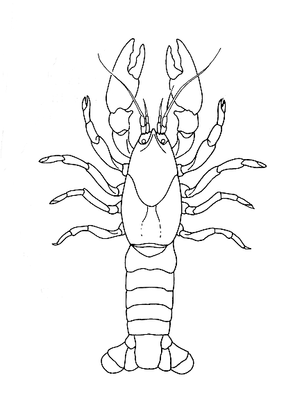 cajun christmas coloring pages - photo #5