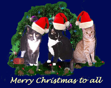 Cats Christmas