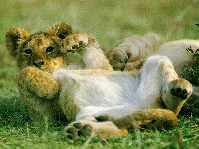 Lion-Cub-Belly-showing.jpg