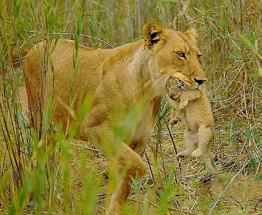 lion and lioness and cub. More Lion Pictures