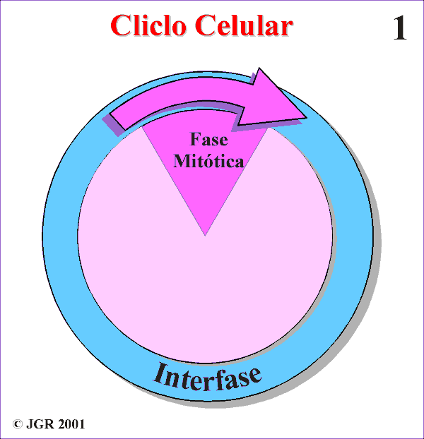 Ciclo Celular