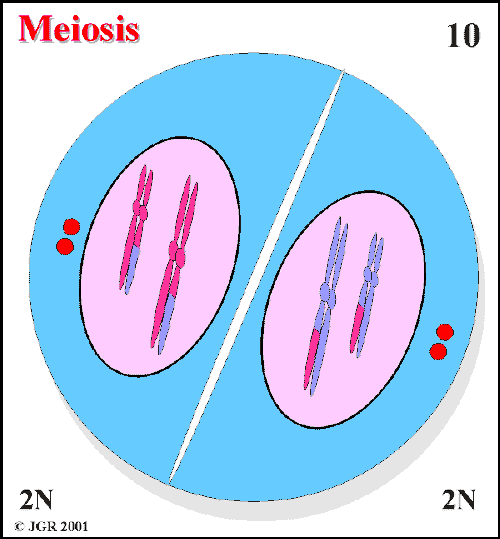 Meiosis_10.gif (17233 bytes)
