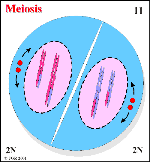 Meiosis_11.gif (17817 bytes)