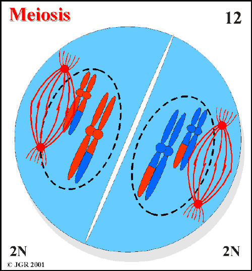 Meiosis_12.gif (21786 bytes)