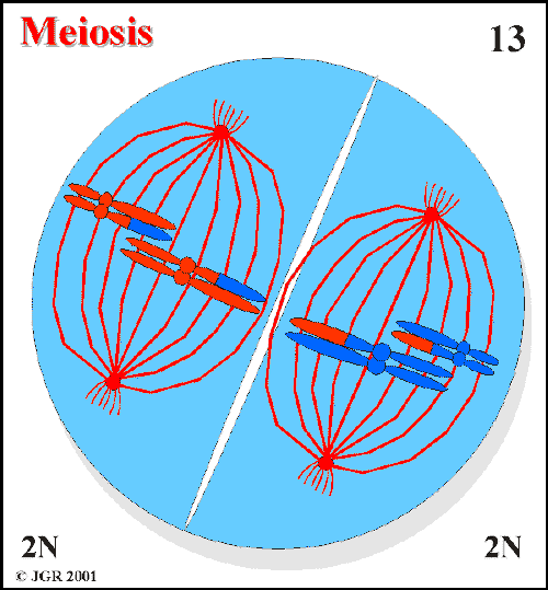 Meiosis_13.gif (22401 bytes)