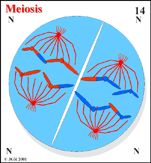 Meiosis_14.gif (19952 bytes)