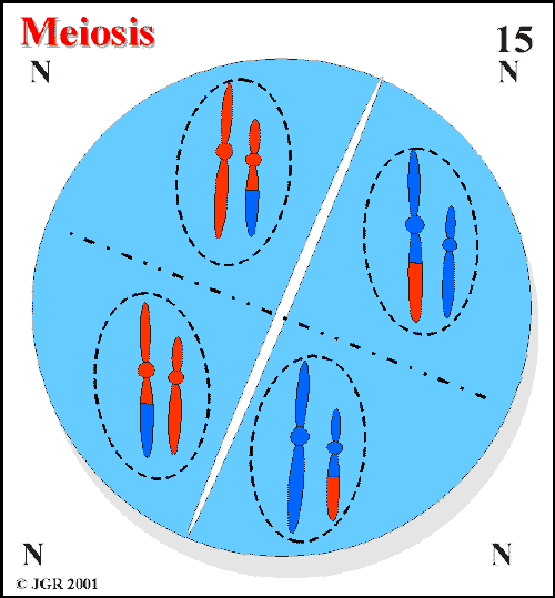 Meiosis_15.gif (16452 bytes)