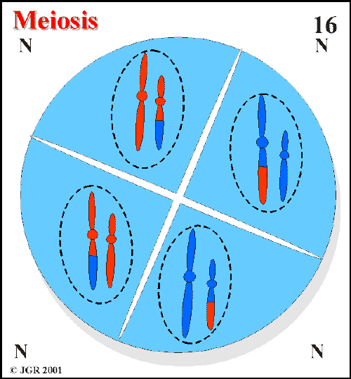 Meiosis_16.gif (17051 bytes)