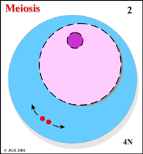 Meiosis_2.gif (12042 bytes)