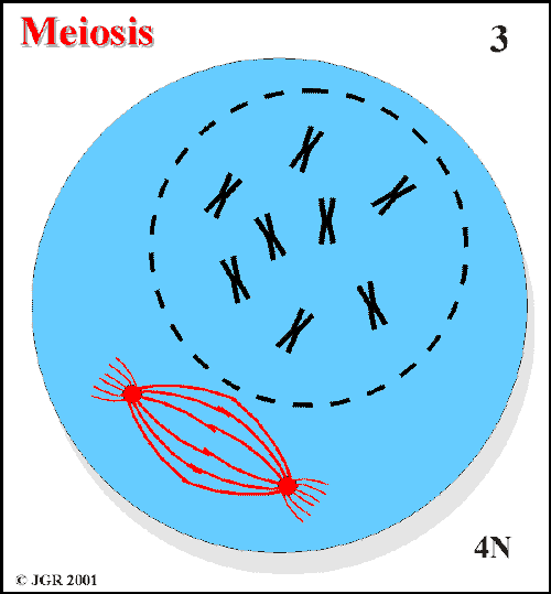 Meiosis_3.gif (12764 bytes)
