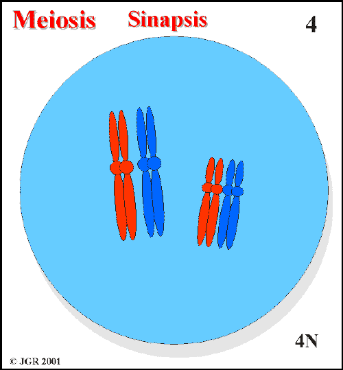 Meiosis_4.gif (12582 bytes)