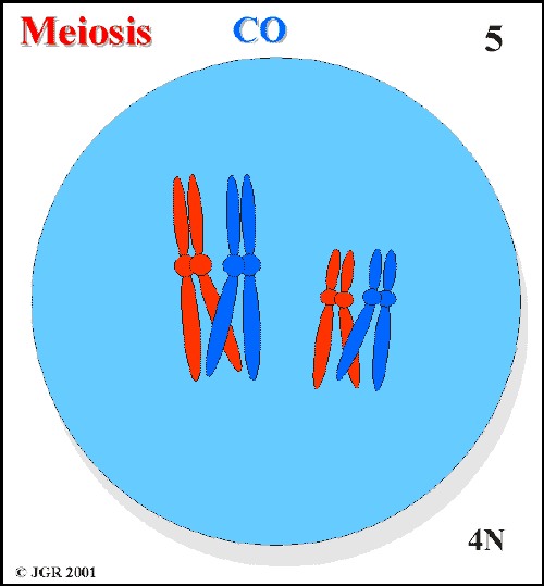 Meiosis_5.gif (12351 bytes)