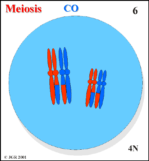Meiosis_6.gif (12324 bytes)