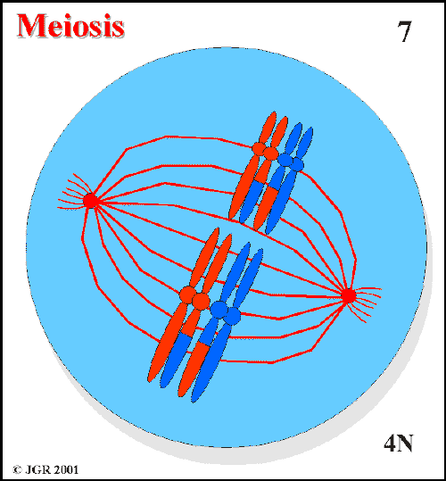 Meiosis_7.gif (17035 bytes)
