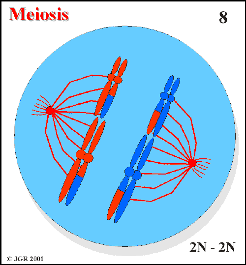 Meiosis_8.gif (16219 bytes)