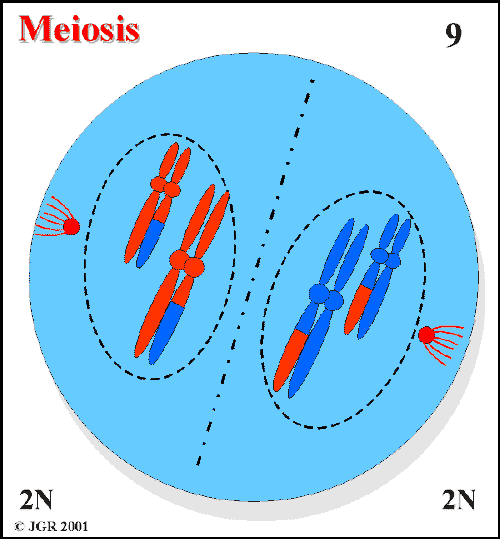 Meiosis_9.gif (15298 bytes)