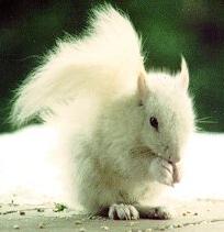 Fluffy-Squirrel